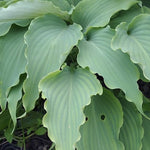 Hosta Neptune piante in vaso