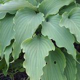 Hosta Neptune piante in vaso