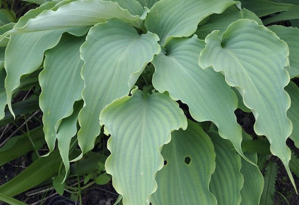 Hosta Neptune piante in vaso