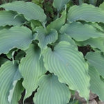 Hosta Neptune piante in vaso