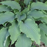 Hosta Neptune piante in vaso