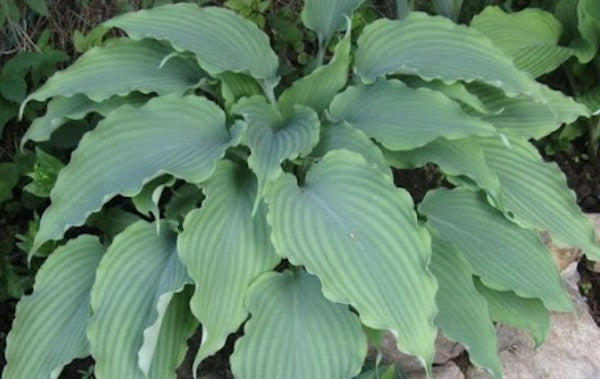 Hosta Neptune piante in vaso