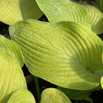 Hosta Miki in vaso