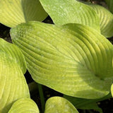 Hosta Miki in vaso