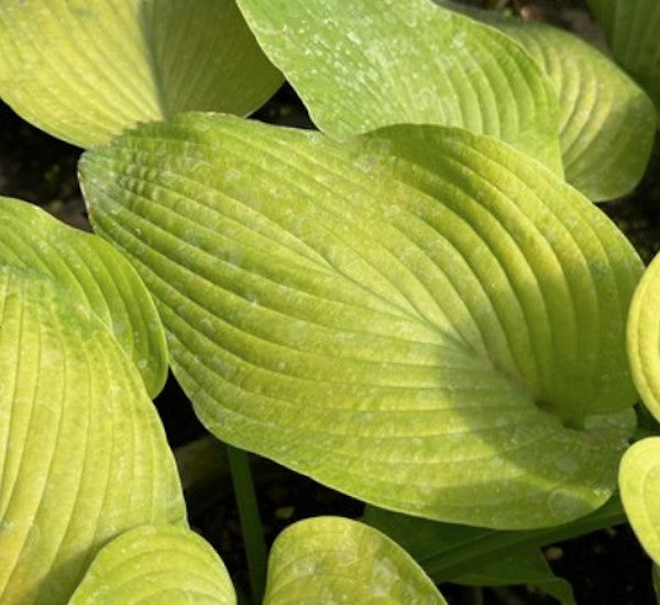 Hosta Miki in vaso