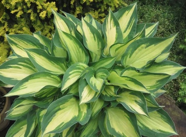 Hosta Fantasy Island