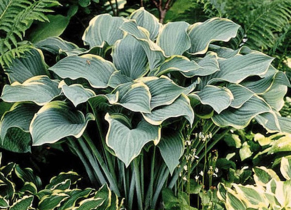 Hosta Regal Splendor