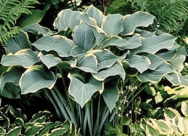 Hosta Regal Splendor