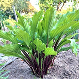 Hosta China Girl