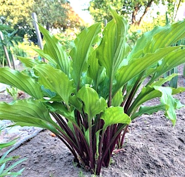 Hosta China Girl
