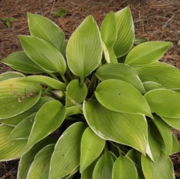 Hosta frosted June