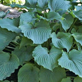 Hosta Tutu