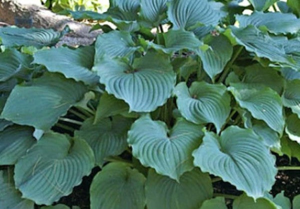 Hosta Tutu