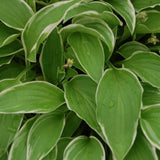 Hosta Iced Lemon