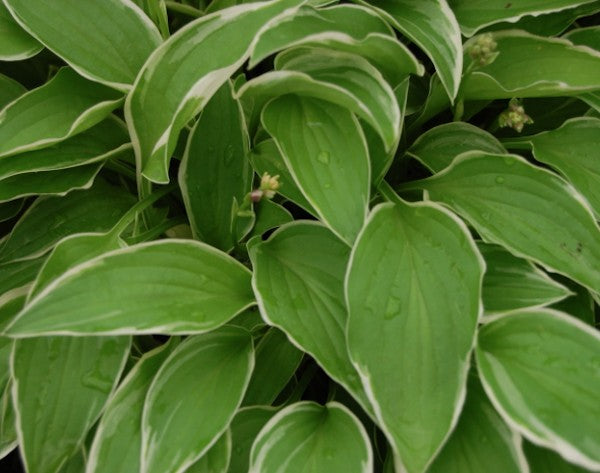 Hosta Iced Lemon