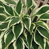 Hosta Hidden Treasure