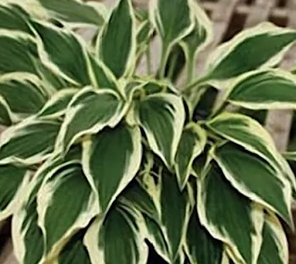 Hosta Hidden Treasure