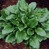Hosta Lakeside Looking Glass