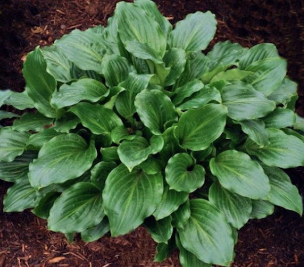 Hosta Lakeside Looking Glass