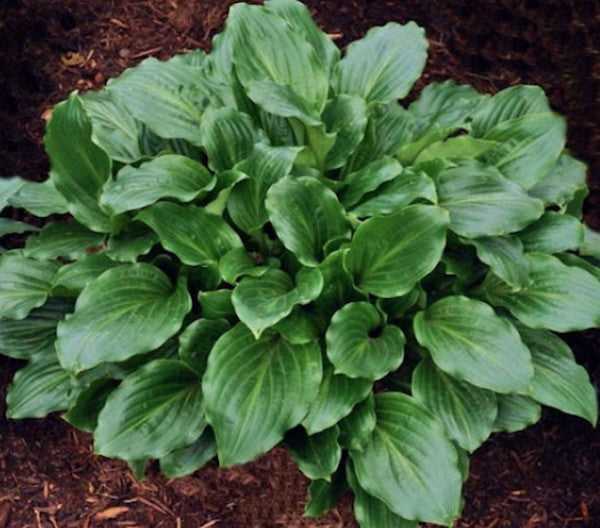 Hosta Lakeside Looking Glass