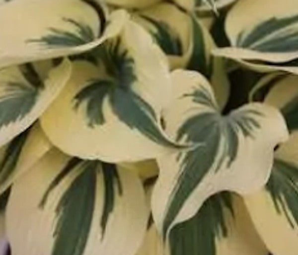 Hosta Light Blue