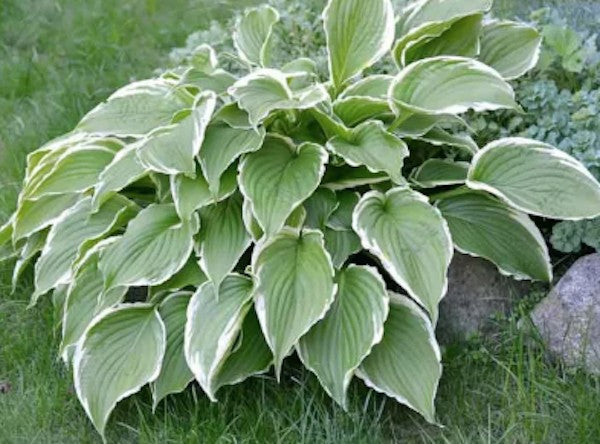 Hosta Fortunei Francee