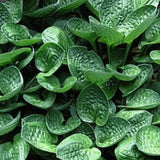 Hosta Little Hobber