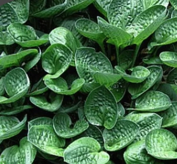 Hosta Little Hobber