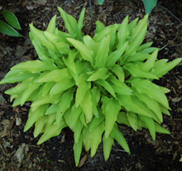 Hosta Bisty Gold