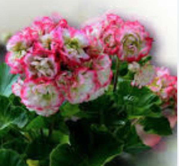 pelargonium Happy Appleblossom