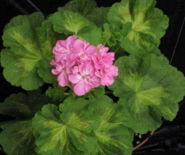 Pelargonium jip's freda Burges