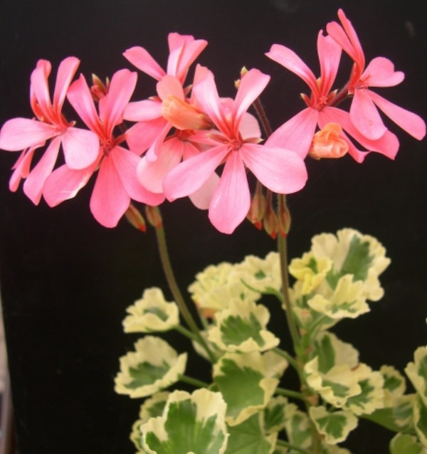 Pelargonium Monarch