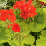 Pelargonium Mangle’s Variegated vaso 10