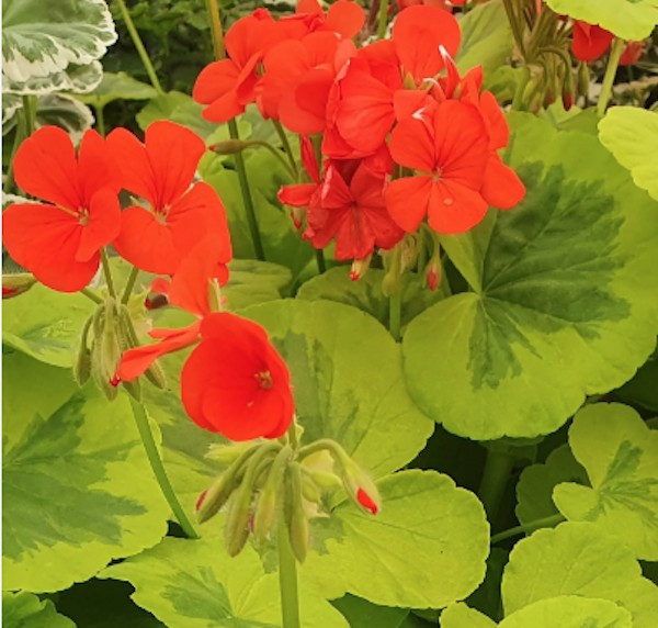 Pelargonium Mangle’s Variegated vaso 10
