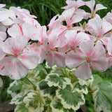 Pelargonium hortorum Sammy Brougham