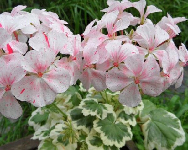 Pelargonium hortorum Sammy Brougham