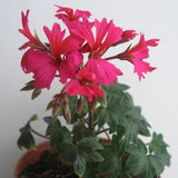 Pelargonium Helen Cristine