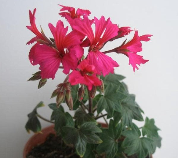 Pelargonium Helen Cristine