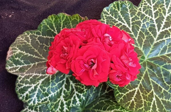 Pelargonium Bornholm