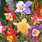 Aquilegia Mckana colori misti vaso 14