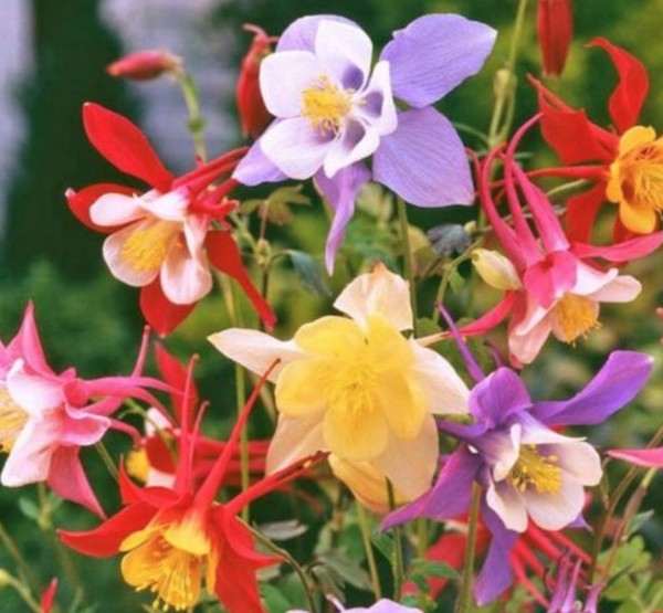 Aquilegia Mckana colori misti vaso 14