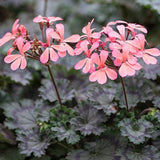 Pelargonium Dresden Pink vaso 10
