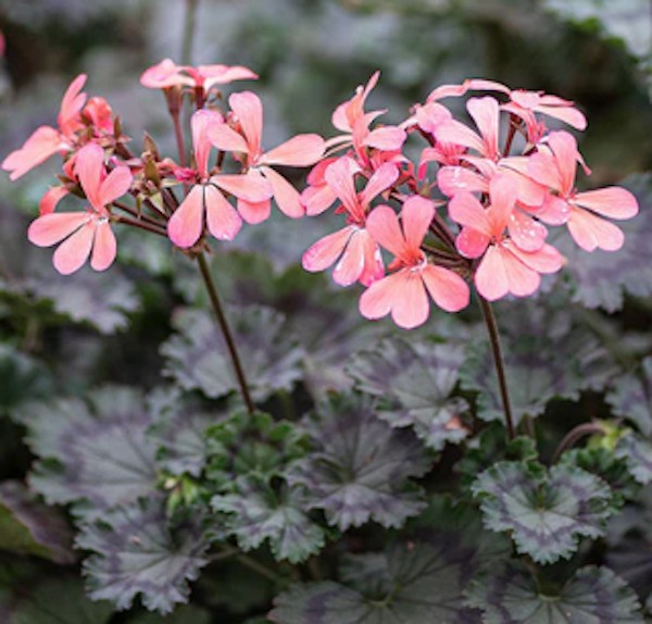 Pelargonium Dresden Pink vaso 10