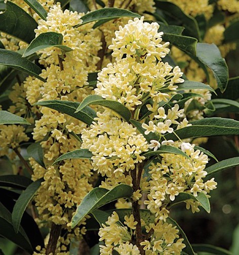 Osmanthus Oleafragrans