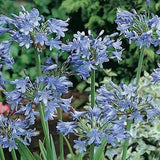 Agapanthus nano sempervirens 'Baby Blue'