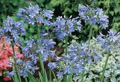 Agapanthus nano sempervirens 'Baby Blue'