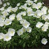 Oenothera speciosa 'Alba vaso 9