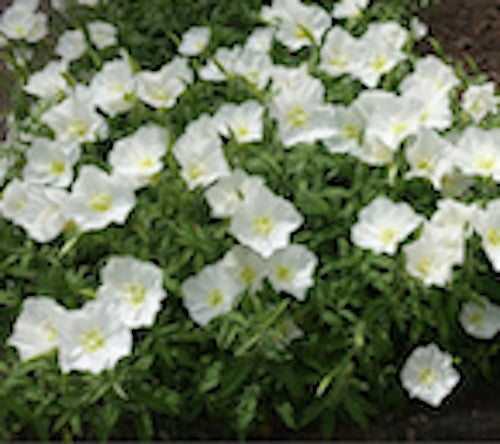 Oenothera speciosa 'Alba vaso 9