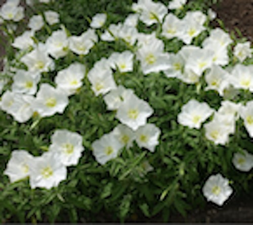 Oenothera speciosa 'Alba vaso 9