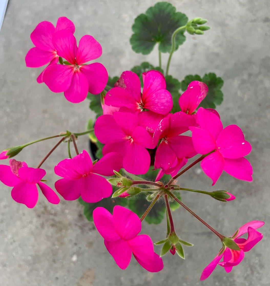 Pelargonium Antic Fucsia gigante vaso 10